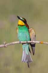 European bee-eater (Merops apiaster) perched on branch. Migratory colorful bird