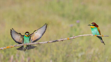 Couple of European bee-eaters (Merops apiaster) perched on branch. Migratory colorful birds