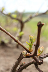 new green leaves on the grapevine close-up. start for a new harvest