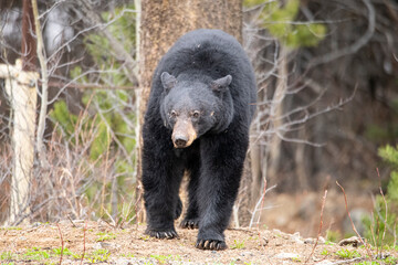Black bear in northern British Columbia