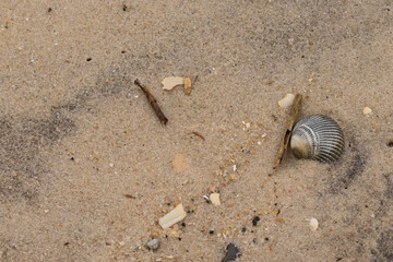 This is an image of a seashell sitting on the beach. The beautiful black shell with ribs is known...