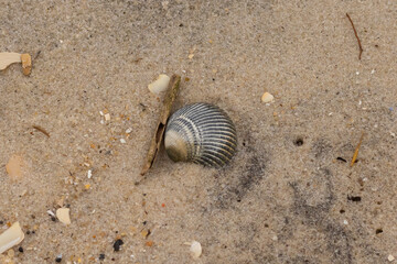 This is an image of a seashell sitting on the beach. The beautiful black shell with ribs is known as a blood ark. The pretty brown grains of sand all around with other salt water debris.