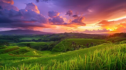 Obraz premium A stunning sunset over lush green rice fields, painting the sky in hues of orange and purple, a tranquil scene of rural beauty.