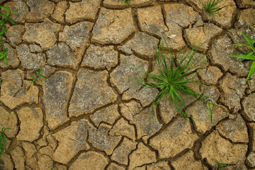 Plants and drought.