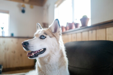 Portrait of a young husky dog