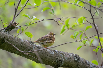 female house sparrow