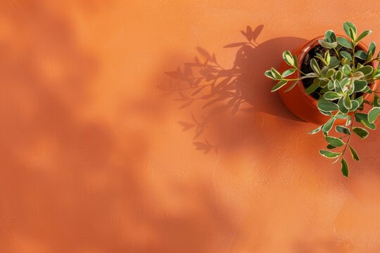 Serene Orange Wall with Hanging Potted Plant and Shadow