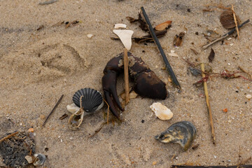 This is a beautiful image of sea debris all over the sand. All of the pieces of marine life have washed up onto the brown sandy beach. A large crab claw can be seen with a black scallop shell.