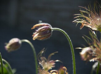 Pasque flowers - Pulsatilla, in late spring
