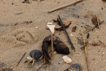 This is a beautiful image of sea debris all over the sand. All of the pieces of marine life have washed up onto the brown sandy beach. A large crab claw can be seen with a black scallop shell.