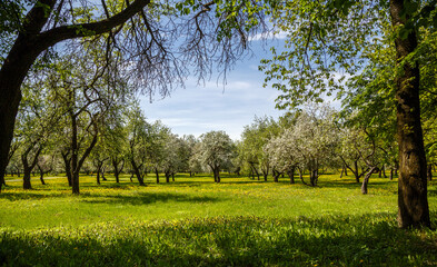 alley with blooming apple trees
