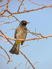 An African Red-eyed Bulbul, Pycnonotus nigricans, perched in a bare thorn tree against the pale blue winter sky in Augrabies National Park, South Africa