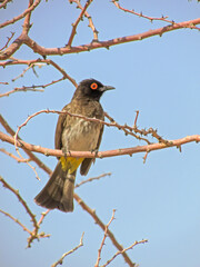 An African Red-eyed Bulbul, Pycnonotus nigricans, perched in a bare thorn tree against the pale...