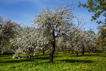 alley with blooming apple trees