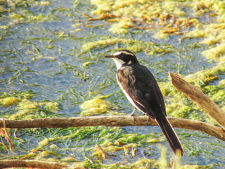 An African pied wagtail, perched on a dead stick in the riverine woodland next to the Orange River, photographed in the Richtersveld National Park, South Africa.