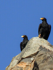 Two Verreaux’s Eagles, Perched on a boulder, against a bright blue sky in the Augrabies National Park in South Africa