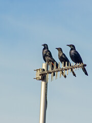 A small flock of redwinged starlings, Onychognathus morio, perched on an aerial, against the pale blue sky, in the Garden Route, South Africa.