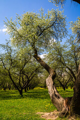 Spring in the city park