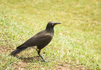 A Pied Starling (Lamprotornis bicolor)on the lawn in the Injisuti camp in the South African Drakensberg Mountains of South Africa