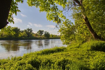 Morava river and riverbank with green vegetation