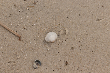 This is an image of a seashell sitting on the beach. The white shell with ribs is known as a blood ark. The pretty brown grains of sand all around with other salt water debris.