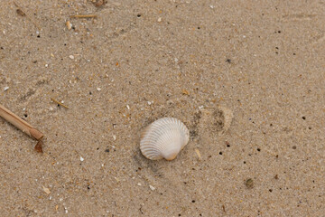 This is an image of a seashell sitting on the beach. The white shell with ribs is known as a blood...