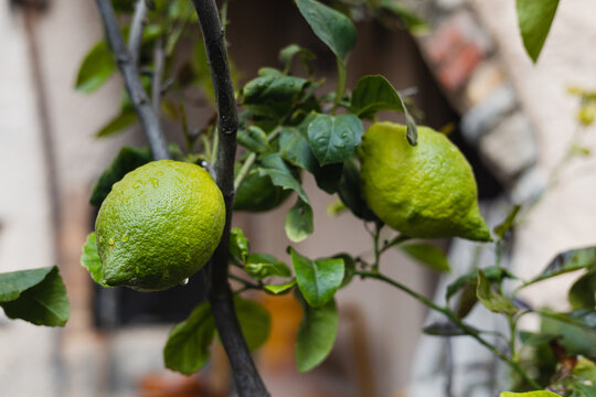 Ripe juicy lemon and lime fruits on a branch of a fruit tree in a garden in Italy