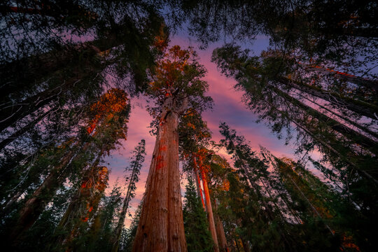 Forest of Sequoias in the Mariposa Grove at Yosemite National Park in California