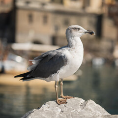 A large graceful gull on a stone - a seabird in search of prey