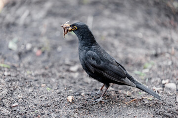 A blackbird on a fresh bed removes worms from loose soil - obtains food for its chicks