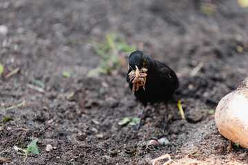 A blackbird on a fresh bed removes worms from loose soil - obtains food for its chicks