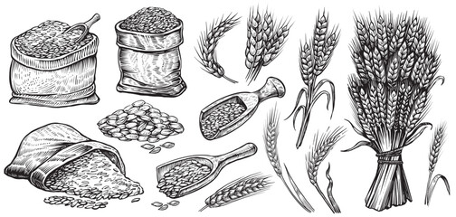Wheat sketch. Vector set with grain in a jute sack and wheat ears. Illustration of a bunch of spikelets, a sheaf of wheat. Engraved style.