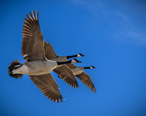 Three Canada geese in flight