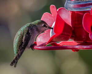 A female Anna's hummingbird taking a sip from a feeder © BirdMoreBo