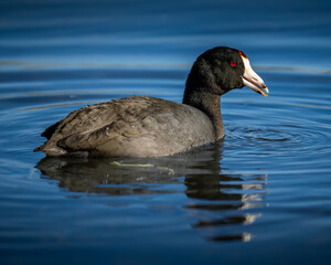 An American coot swimming in a pond