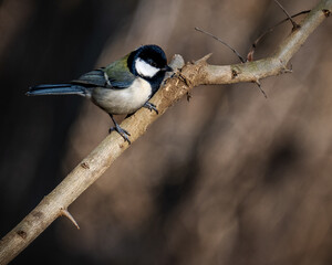 A Japanese tit perching on a branch