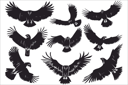 Set of condor silhouettes, Set of black silhouettes of condor flying, Black silhouette of a Condor, Silhouette of condor flying, Flying bird silhouettes,  Vector