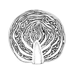Cabbage half hand drawn vector