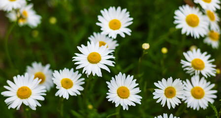 Daisies Up Close