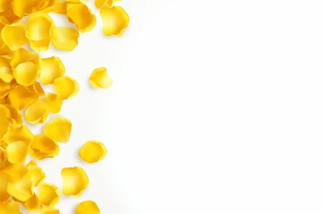  A pattern of yellow rose petals falling on a white background all isolated against a solid pure white colored background. design for a wedding invitation card template or greeting cards decoration 