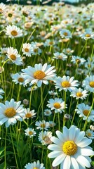 Obraz premium daisies in the field