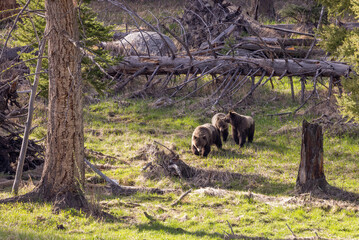 Grizzly Bears in Springtime in Yellowstone National Park Wyoming