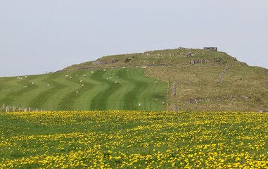Fields with Dandelions and mowing lines, Derbyshire England
