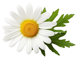 PNG Beautiful chamomile flower and leaf daisy plant white.