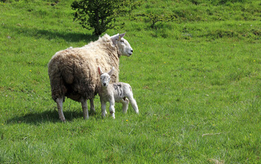 Mother with lamb, Derbyshire England
