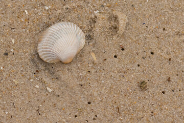 This is an image of a seashell sitting on the beach. The white shell with ribs is known as a blood...