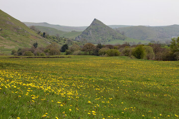 View across Dandelion fields towards the Dragon's Back, Derbyshire England
