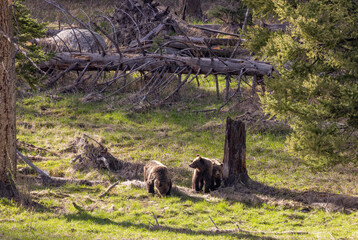 Fototapeta premium Grizzly Bears in Springtime in Yellowstone National Park Wyoming
