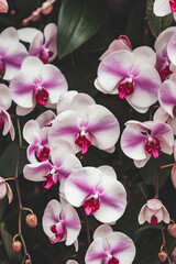 pink and white orchid