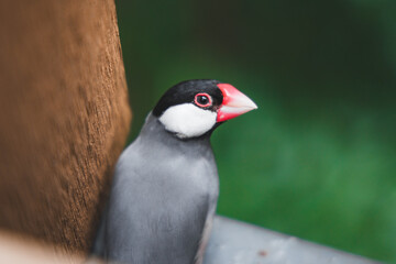 Small bird in Hong Kong Park
